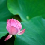 pink lotus bud