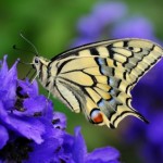 gold butterfly on purple flower