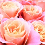 pink roses