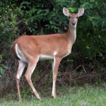 doe in the forest, facing the camera