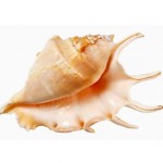 conch shell