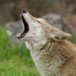 coyote howling