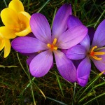 purple and gold crocuses