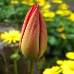 tulip and daisies 