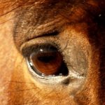 Horse's Eye