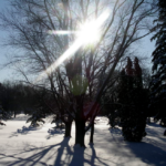winter solstice trees