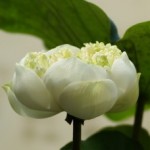 luscious white early-blooming lotus