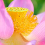 violet lotus with golden pod