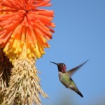hummingbird and orange flower