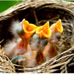 three baby robins with open beaks