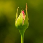 pink rose in bud form