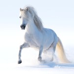white horse galloping in snow