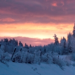 sunrise over snowy trees