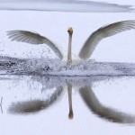 swan landing on water