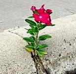 flower in sidewalk
